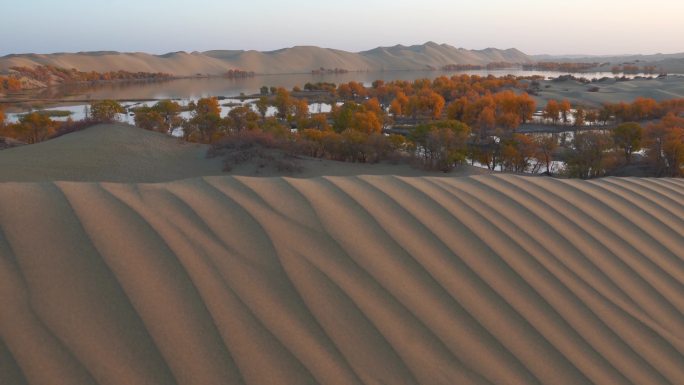 沙漠沙丘日出光影延时-新疆罗布湖胡杨
