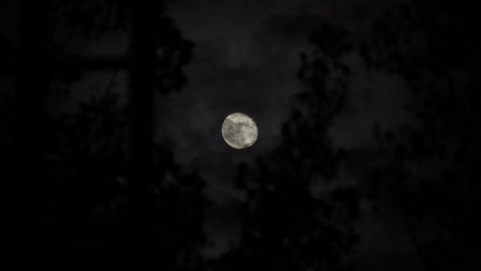 树缝中月亮升起丨4K丨原创实拍