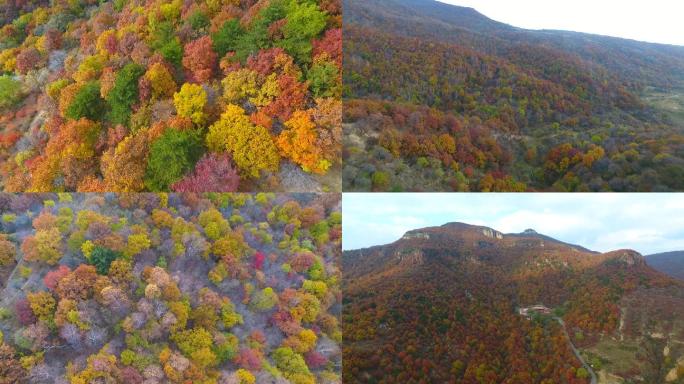 树森林秋天山川山脉