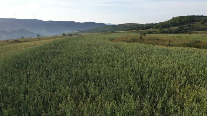 原创绿色种植山林高山草地2.7K高清视频