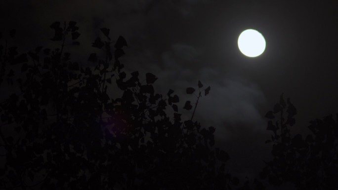 树梢月亮升起丨4K丨原创实拍