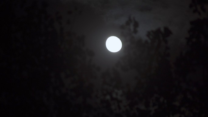 树缝月亮丨4K丨原创实拍