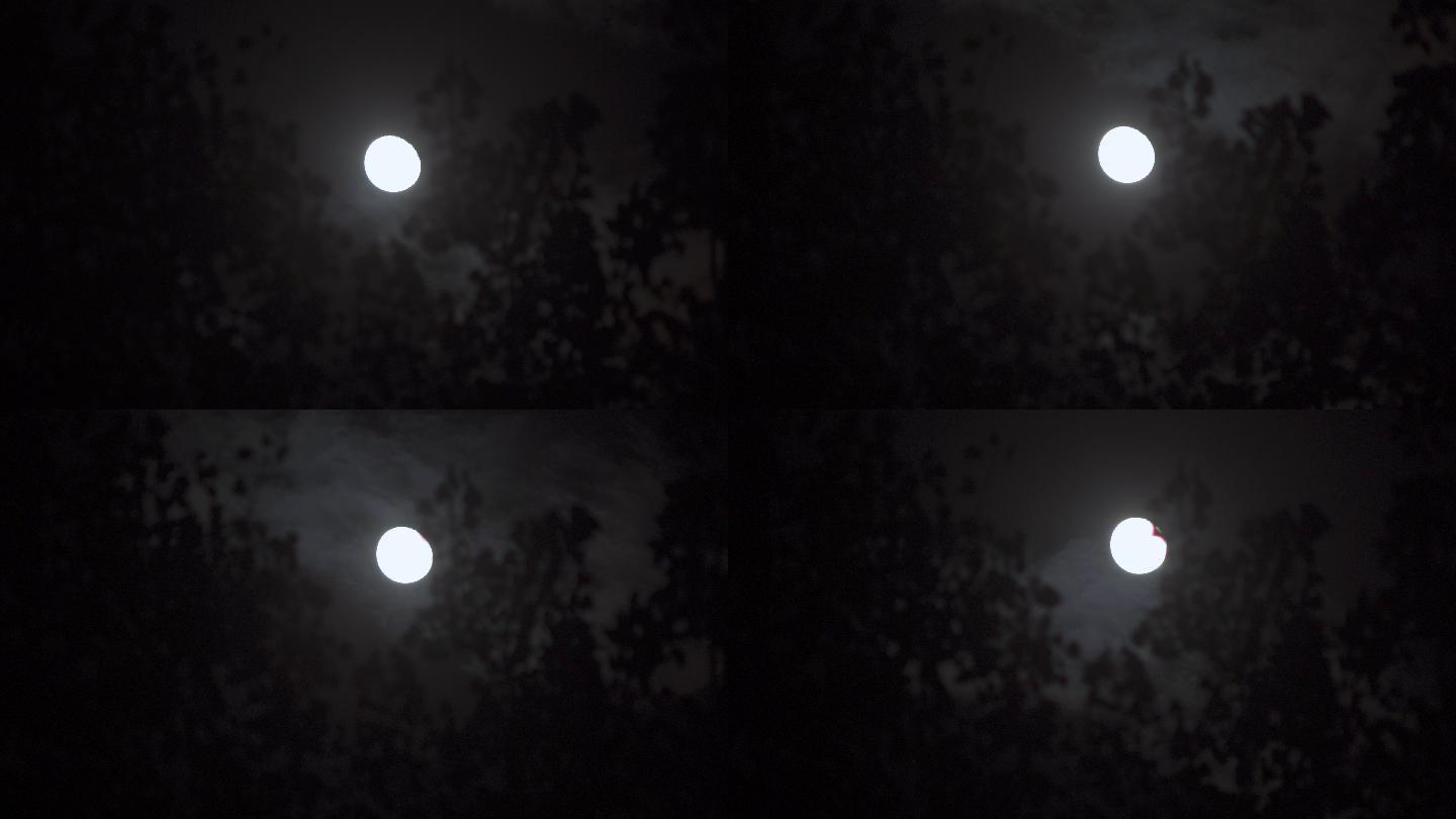 树缝月亮丨4K丨原创实拍
