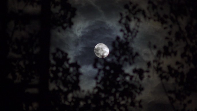 夜晚树梢月亮丨4K丨原创实拍
