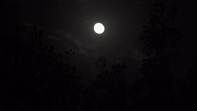 树梢月亮云层丨4K丨原创实拍