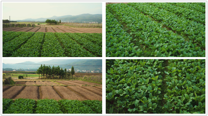 菜地农村种菜青菜