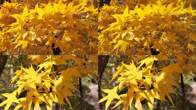 秋天金黄色的树叶4K