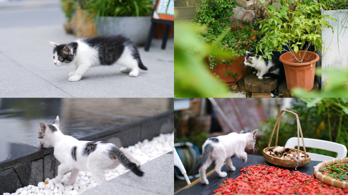 户外花园玩耍的可爱小猫咪合集4k视频素材