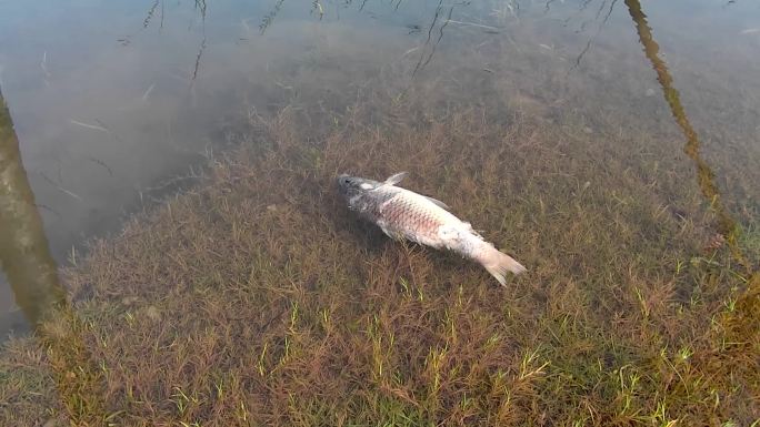 水面上漂浮的死鱼