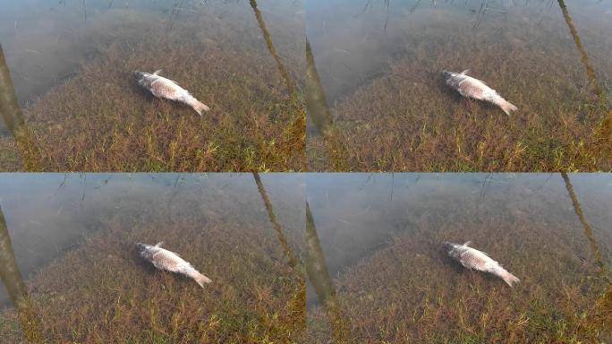 水面上漂浮的死鱼