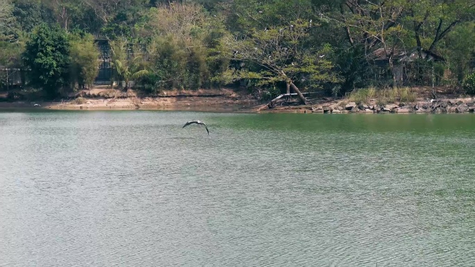 4K湖面湖泊飞鸟掠过水波纹