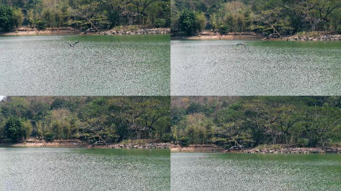 4K湖面湖泊飞鸟掠过水波纹