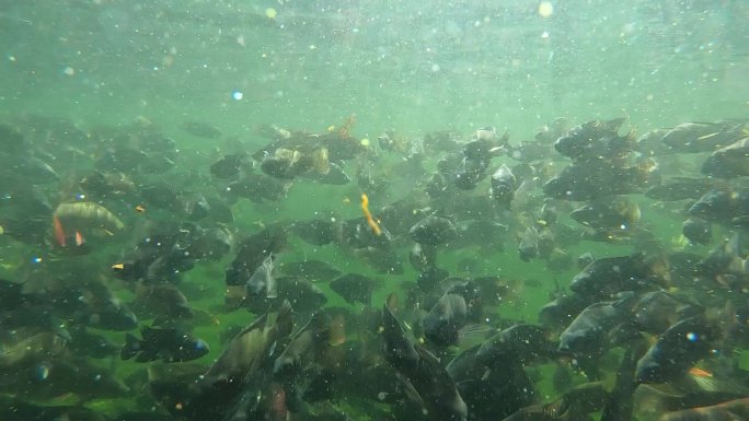 水下摄影鱼塘池塘成千上万鱼