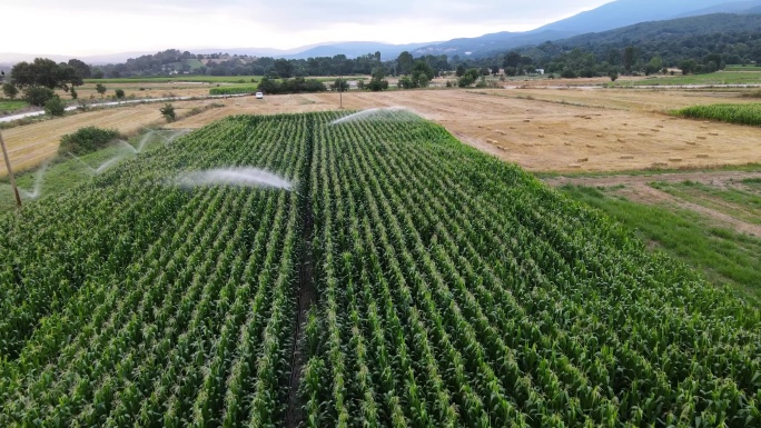 4K玉米田浇水灌溉生机勃勃
