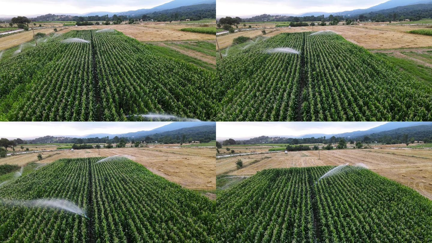 4K玉米田浇水灌溉生机勃勃