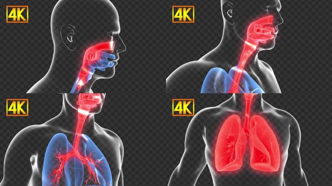 4K人体呼吸道疾病-带通道