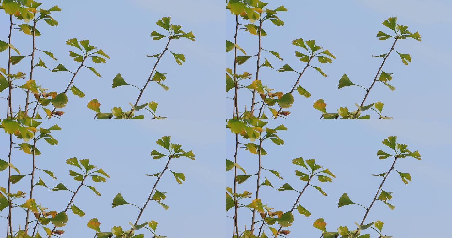 4k秋天黄绿色的银杏叶01