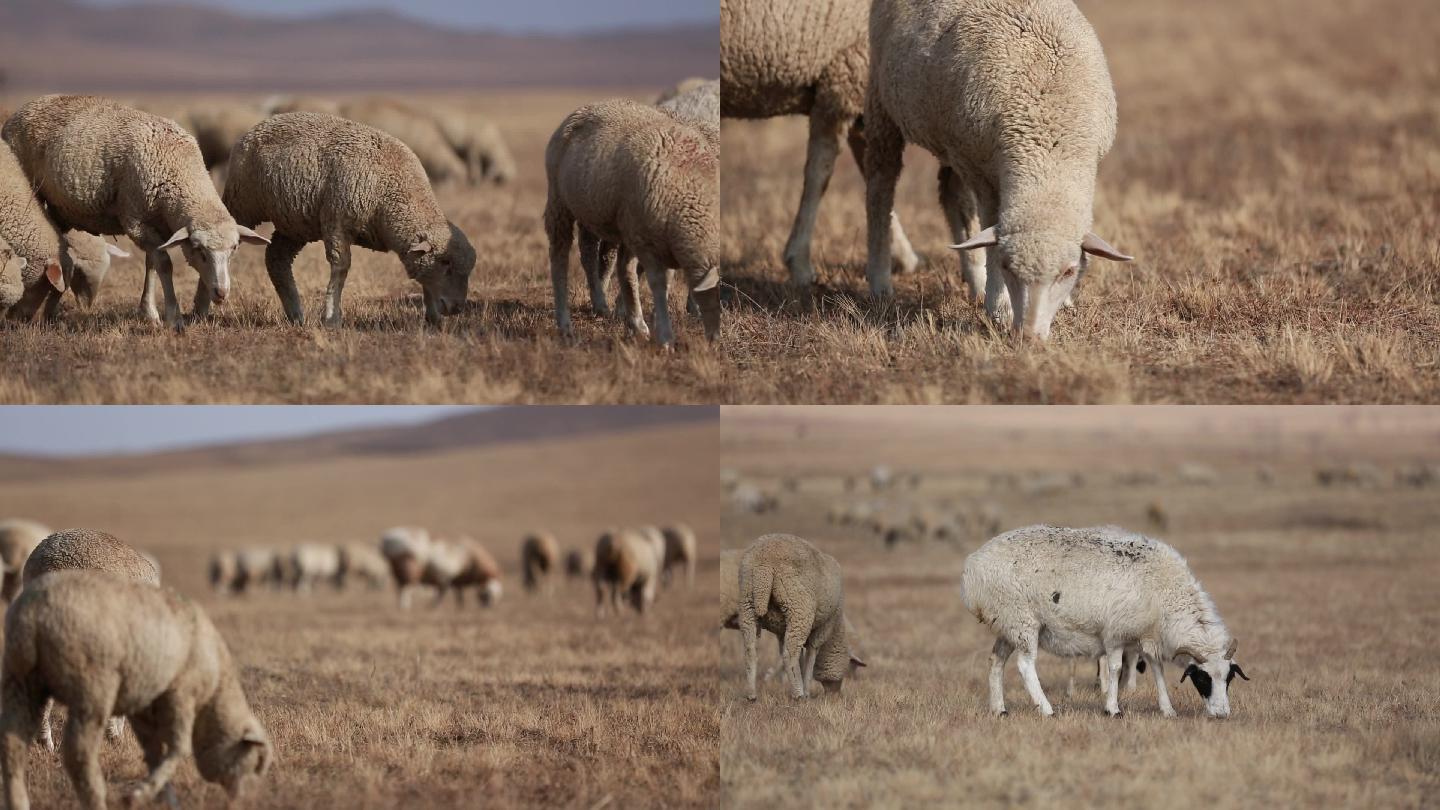 内蒙古初冬季节草原羊