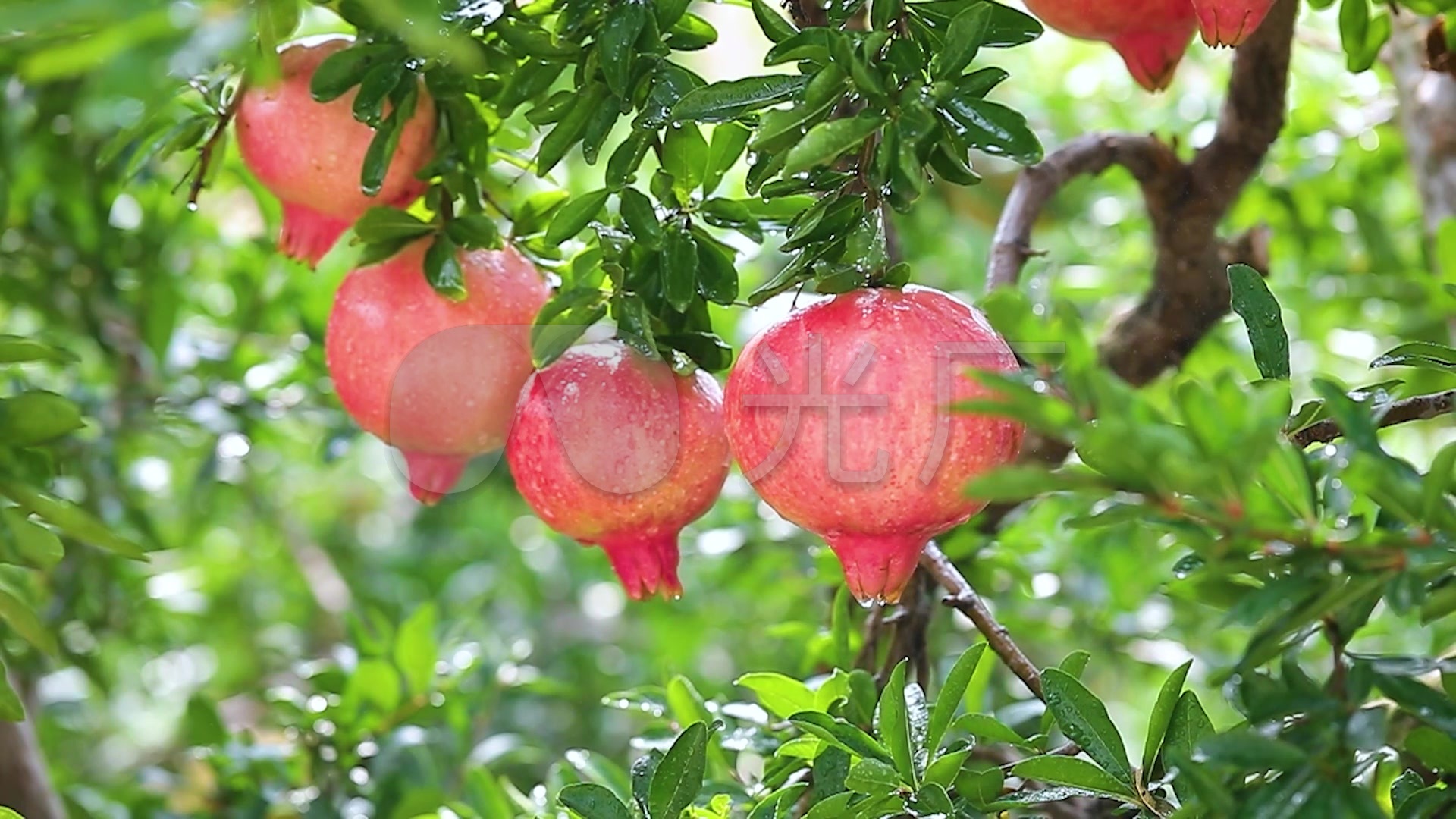 石榴摄影图__食物原料_餐饮美食_摄影图库_昵图网nipic.com