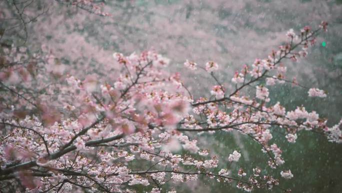 东京雪天樱花