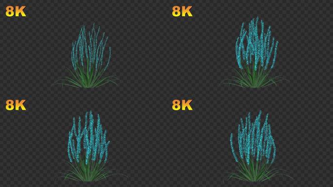 8K-蓝色野花开花-带通道