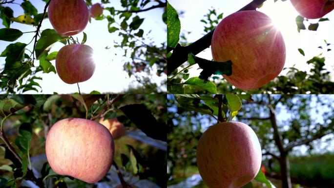 高清红苹果园实拍