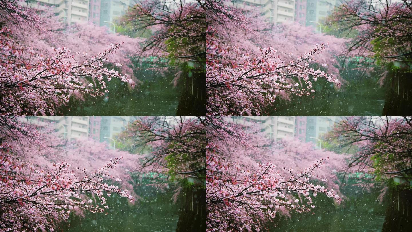 日本东京樱花