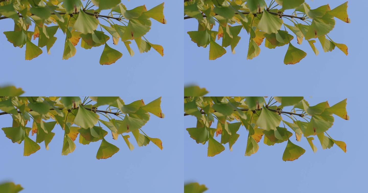 4k秋天黄绿色的银杏叶05