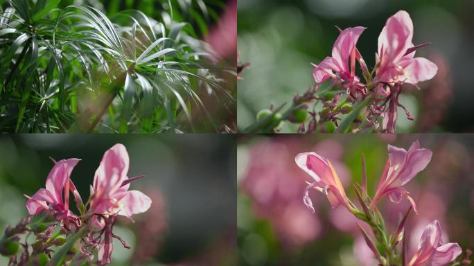 红花绿草特写