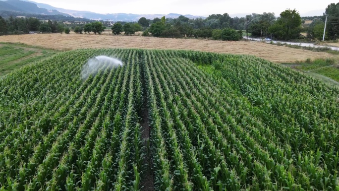 4K玉米田浇水撒水灌溉