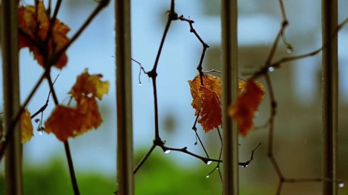 雨天窗外叶子树叶雨滴