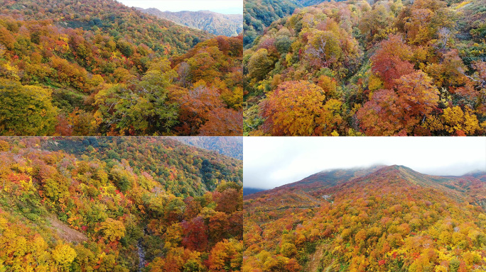 4k航拍四川秋季风景枫叶树木金黄森林公园