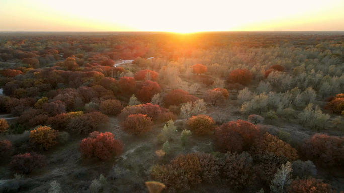 4K航拍乌旦塔拉五角枫森林公园