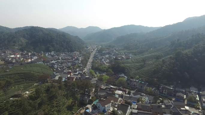 4K采茶西湖龙井龙井狮峰梅家坞采茶茶山