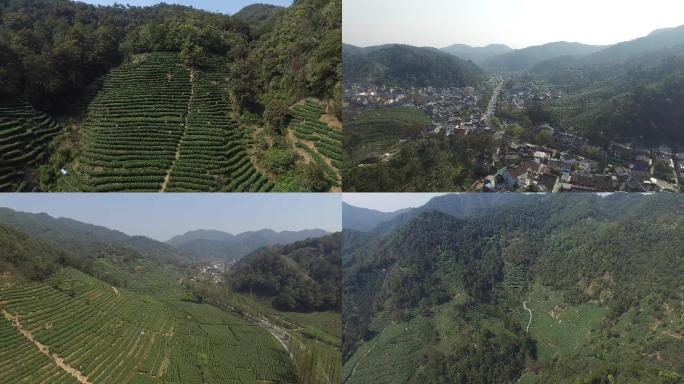 4K采茶西湖龙井龙井狮峰梅家坞采茶茶山