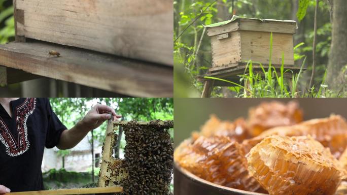 蜂蜜养殖采摘