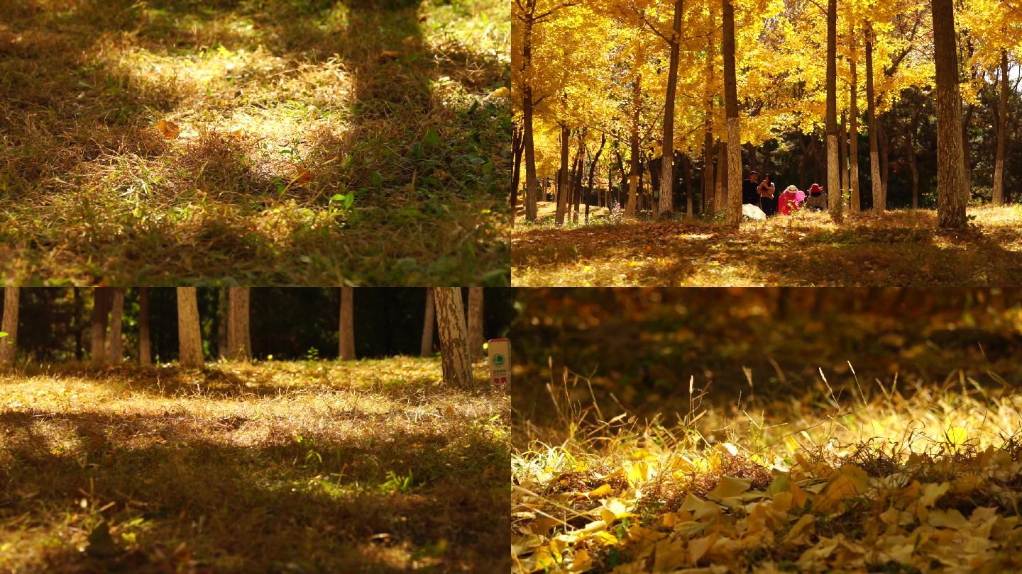 秋天银杏树林延时拍照游人