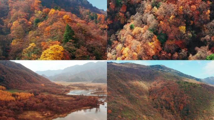 秋天秋叶秋景山林山枫叶唯美红叶航拍