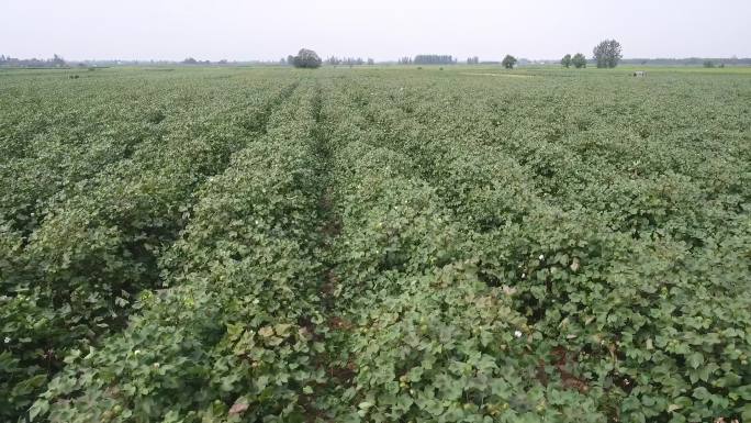 航拍棉花