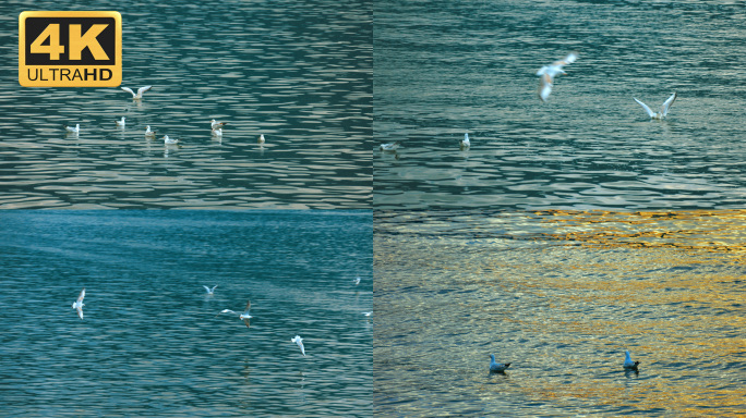 【4K】海埂大坝红嘴鸥，波光粼粼的水面