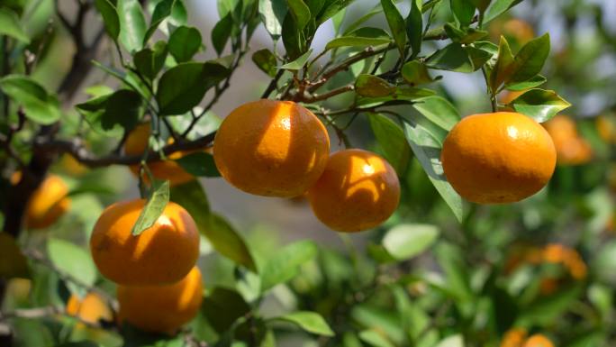 4K果园成熟金灿灿的橘子27段素材