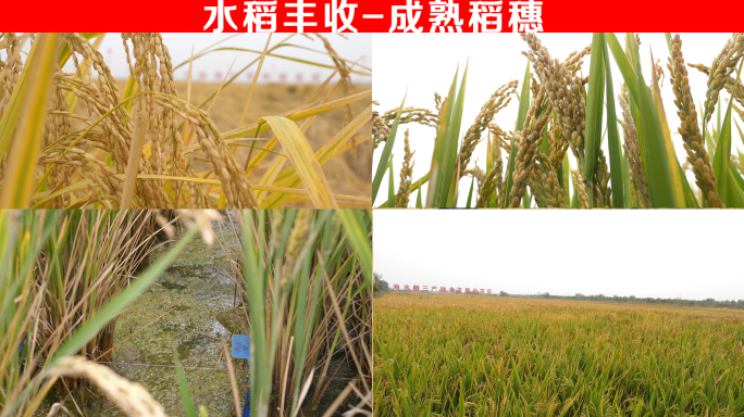 水稻丰收-成熟稻穗
