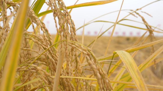水稻丰收-成熟稻穗