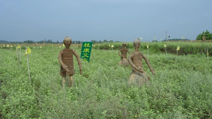 艾草种植园艾草4K视频