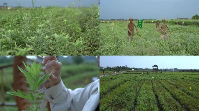 艾草种植园艾草4K视频