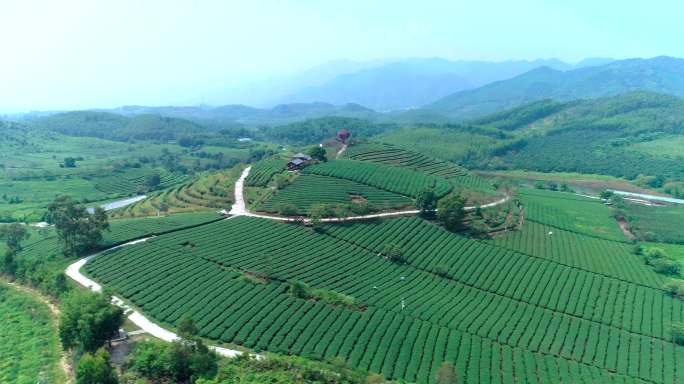 舶拍大山中的富硒有机茶园视频素材