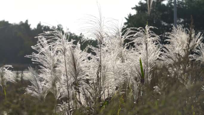 4K原创实拍拍摄随风吹动的芦苇草