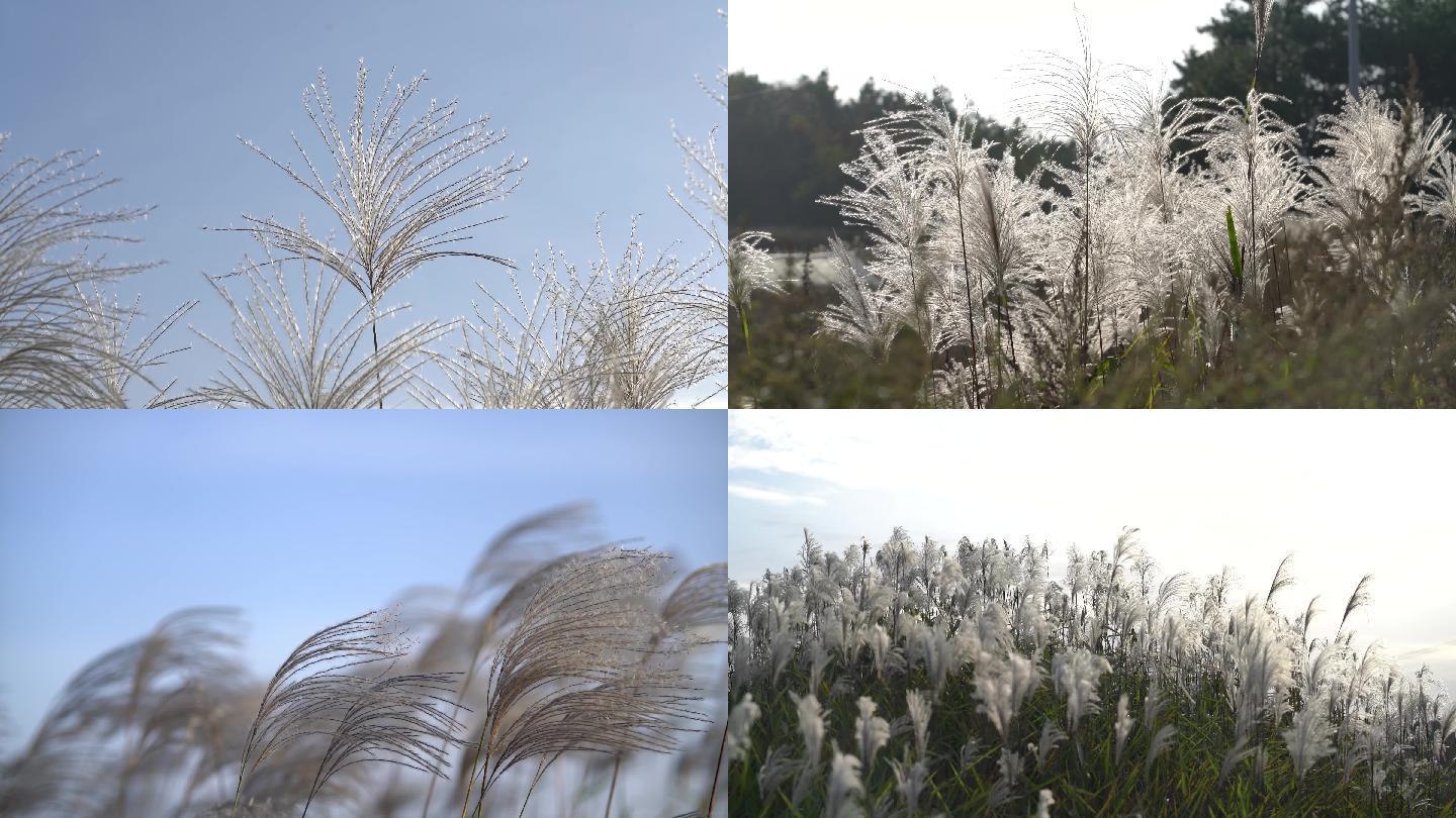 4K原创实拍拍摄随风吹动的芦苇草