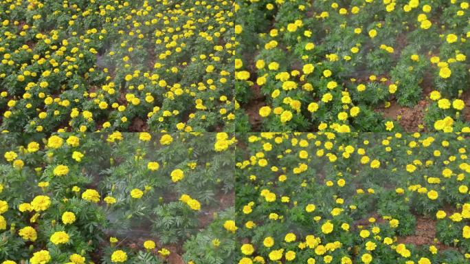 4K视频花圃自动化浇灌花卉