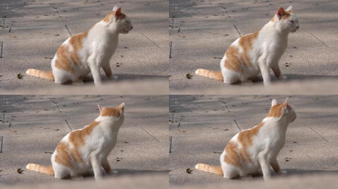 路边的小猫4K视频